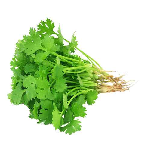 Coriander | कोथिंबीर