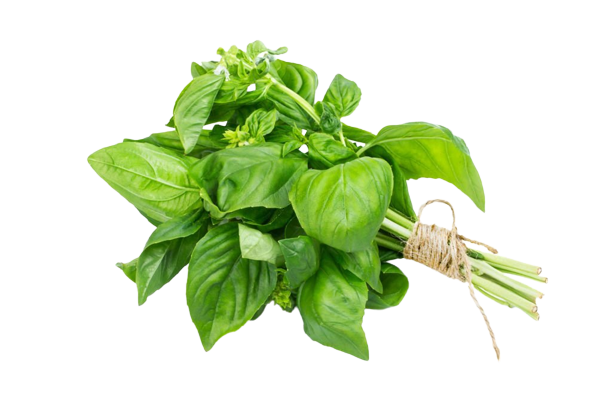 Basil Patta | तुलसी पत्ता