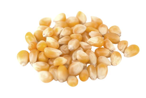 Sweet Corn Peeled | छिली हुई स्वीट कॉर्न