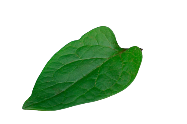 Mayalu Leaves | मयालू
