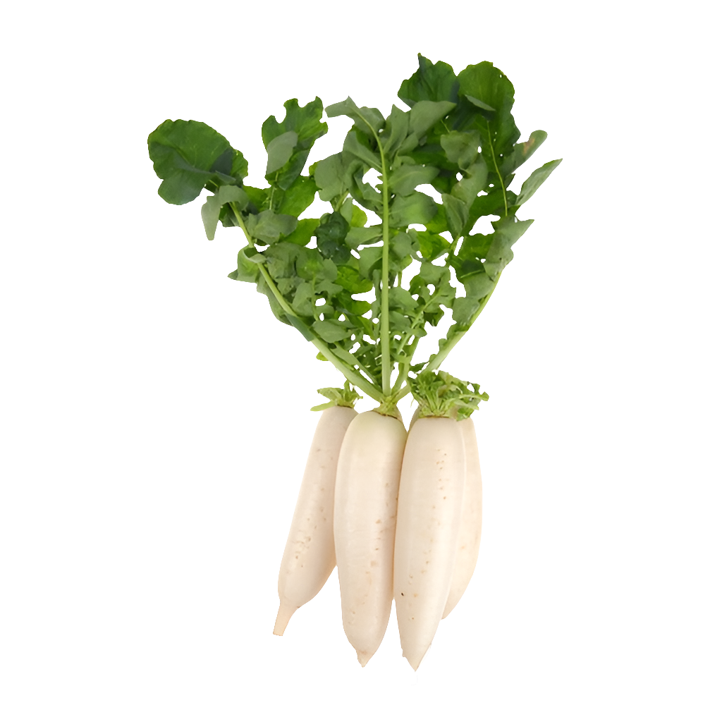 Radish White | मुळा