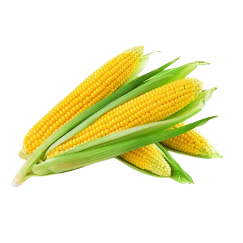 Corn | मका