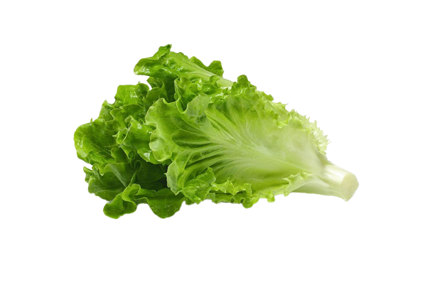 Lettuce | सलाद पत्ता