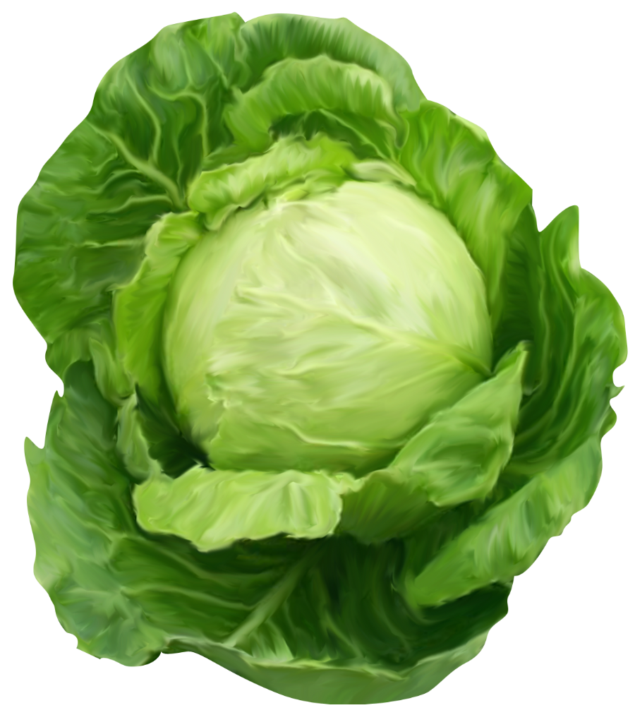 Cabbage | कोबी