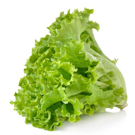 Lettuce | लेट्युस