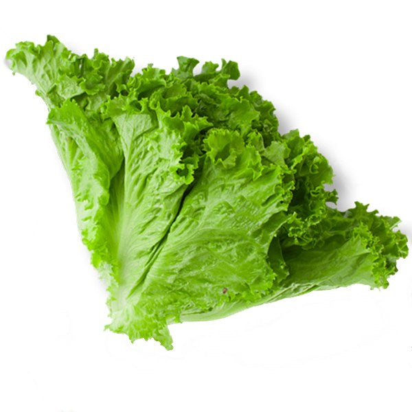 Lettuce | लेट्युस