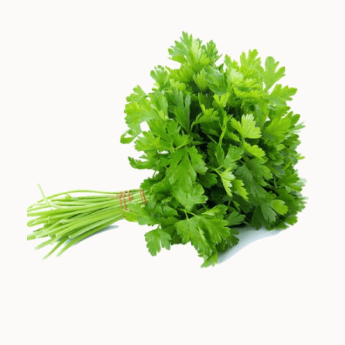 Coriander | कोथिंबीर