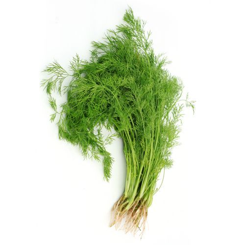 Dil Leaves | शेपू