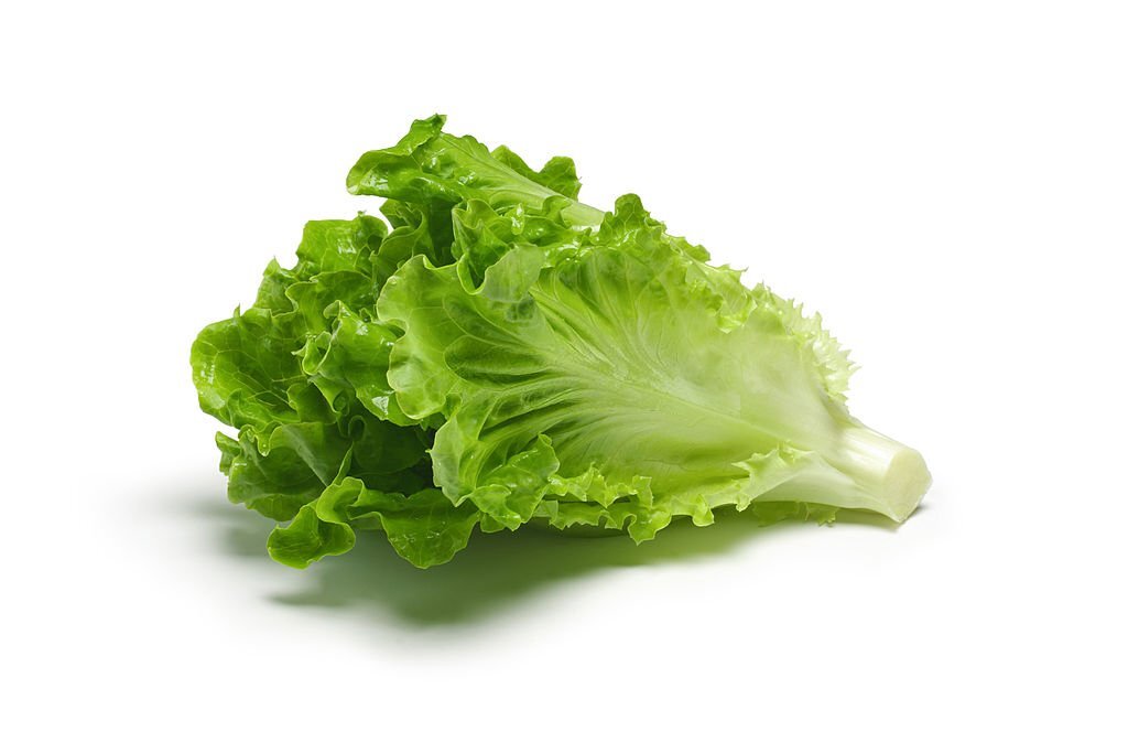 Lettuce | सलाद पत्ता