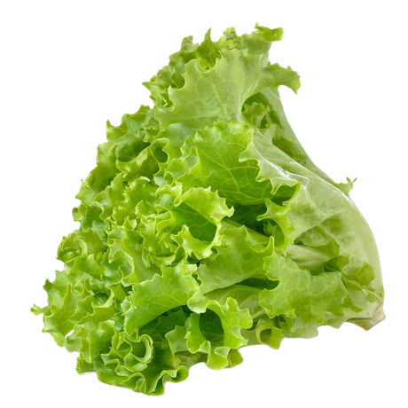 Lettuce | लेट्युस