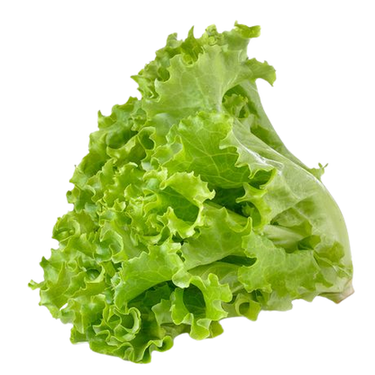 Lettuce | लेट्युस