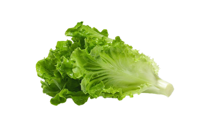 Lettuce | सलाद पत्ता