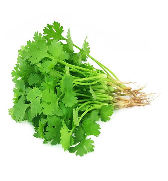 Coriander | कोथिंबीर