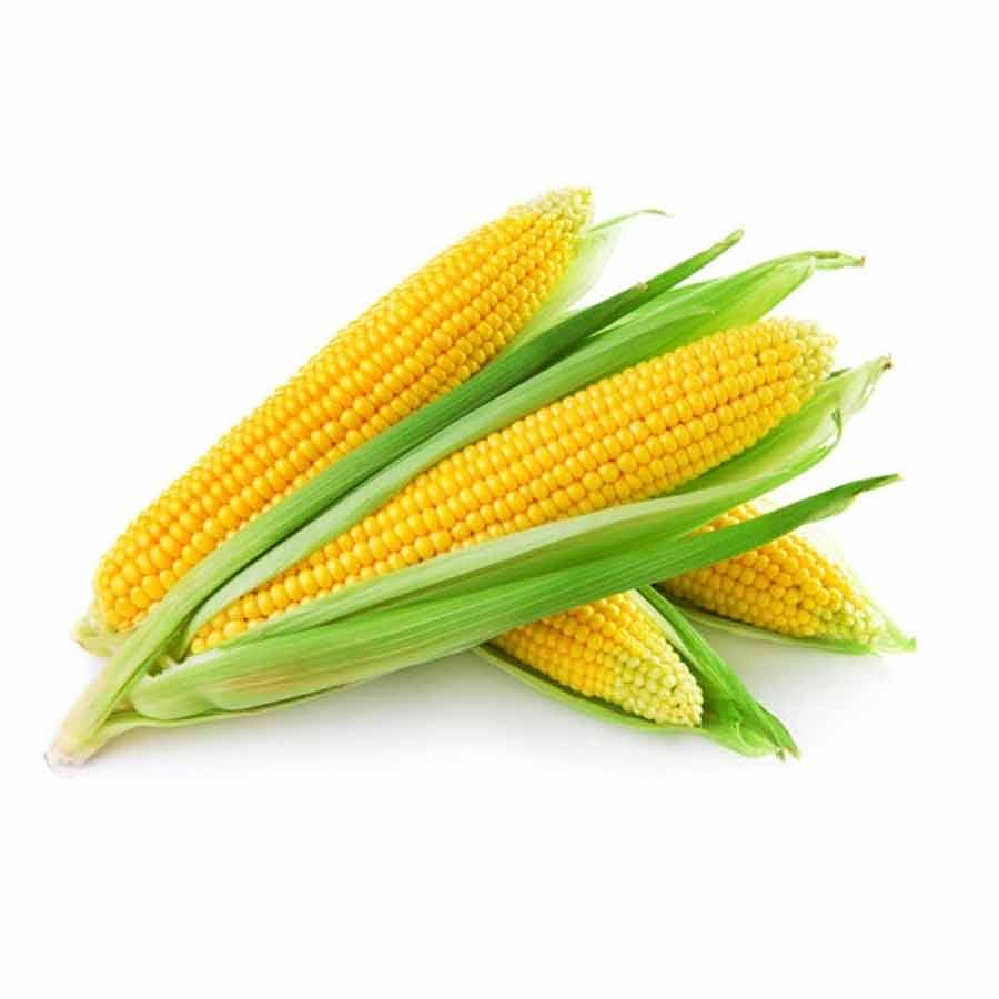 Corn | मका